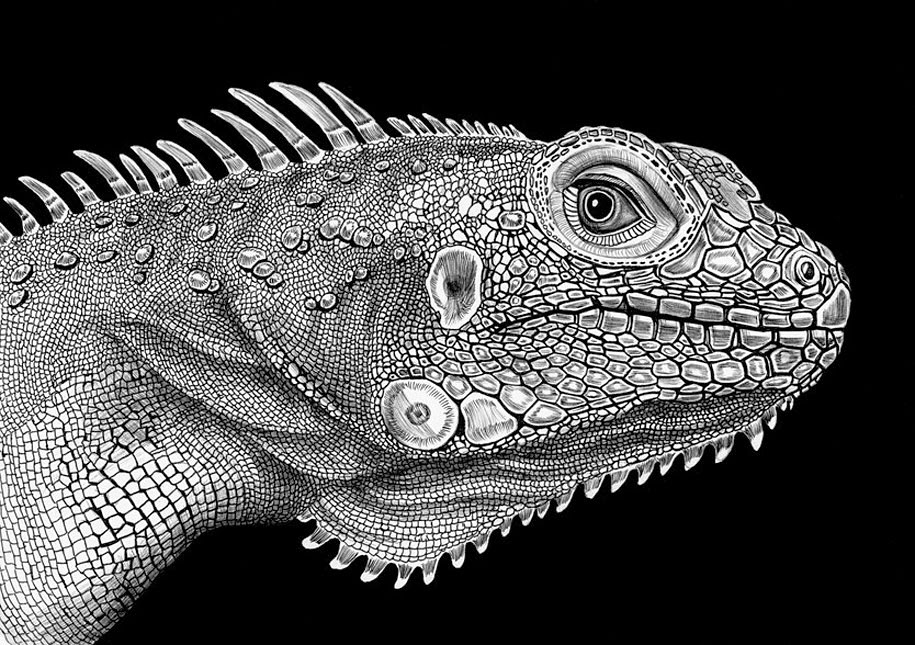 Simply Creative Realistic Pen & Ink Drawings by Tim Jeffs