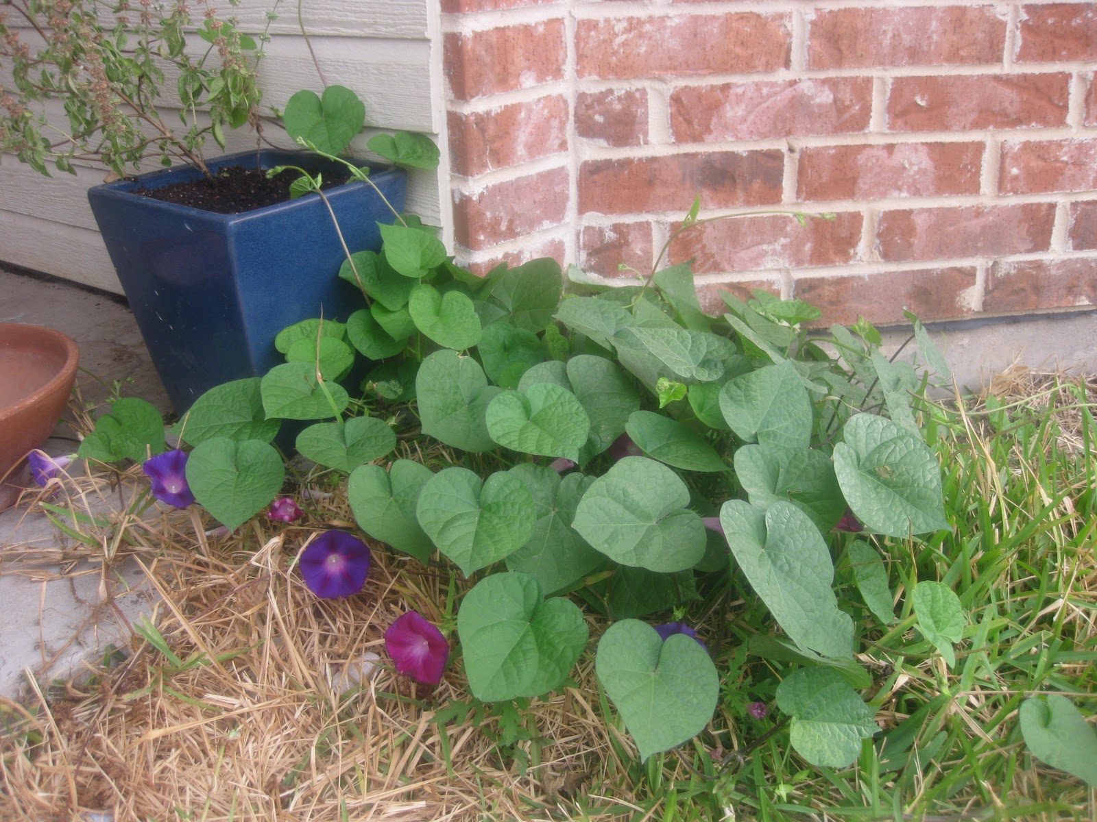 Texifornia: I Love Texas Fall Gardening
