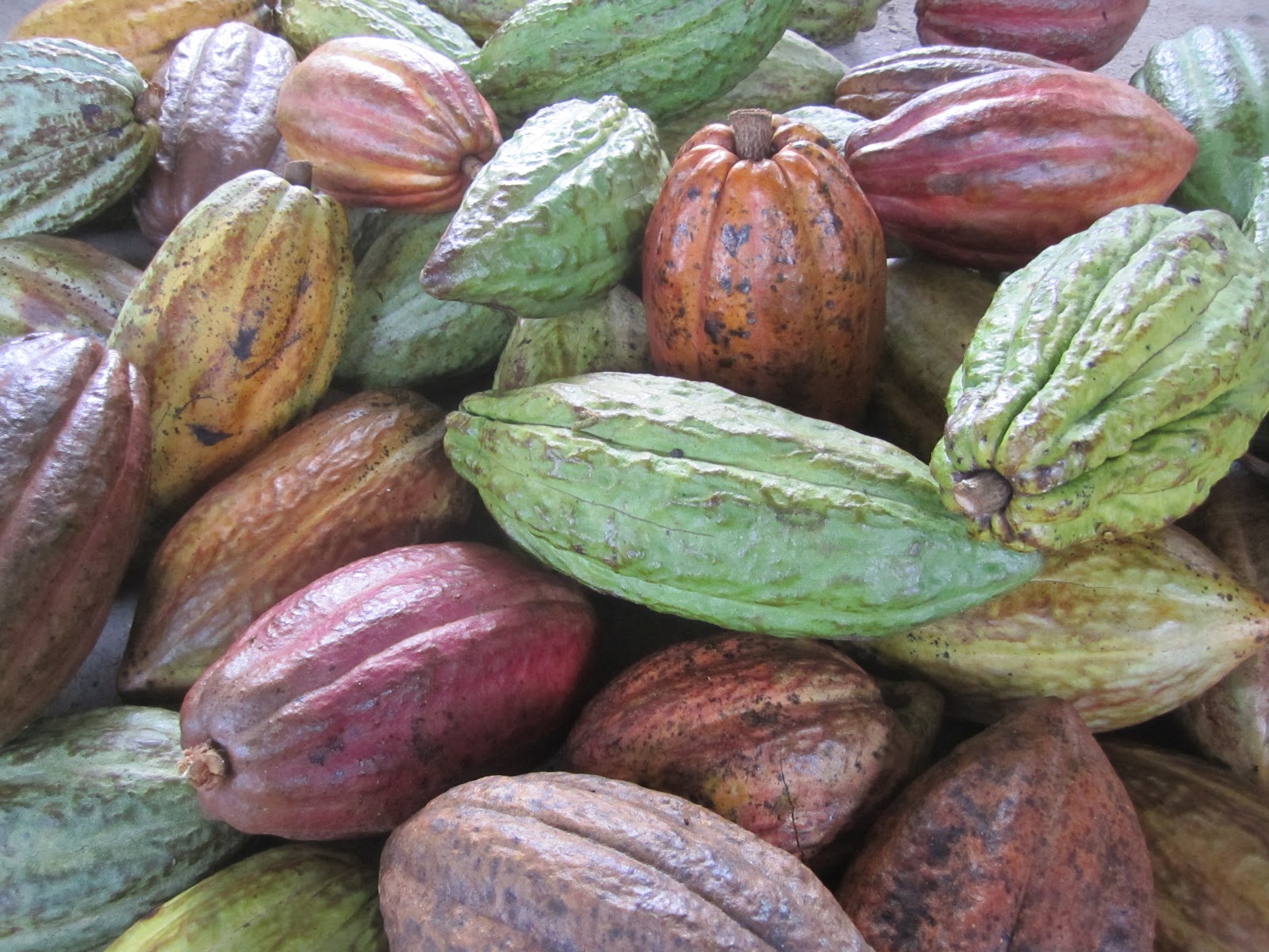 Vers un nouveau monde... Le Cacao Récolter le fruit de nos efforts