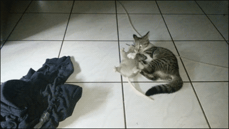 Funny cats, cat gifs, best cat gif