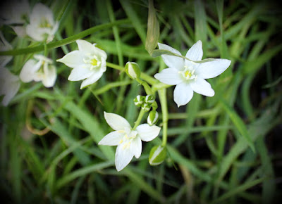 Flores blancas en la Hoz de Carboneros