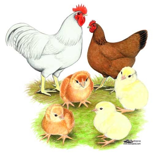 Семья куре. Курица с цыплятами. Демонстрационный материал домашние птицы. Курочка с цыплятами. Домашние птицы семья.
