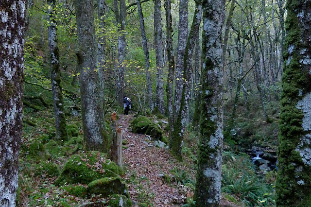 Bosque del Silencio - Villanueva de Oscos - Asturias Bosque del Silencio - Villanueva de Oscos - Asturias