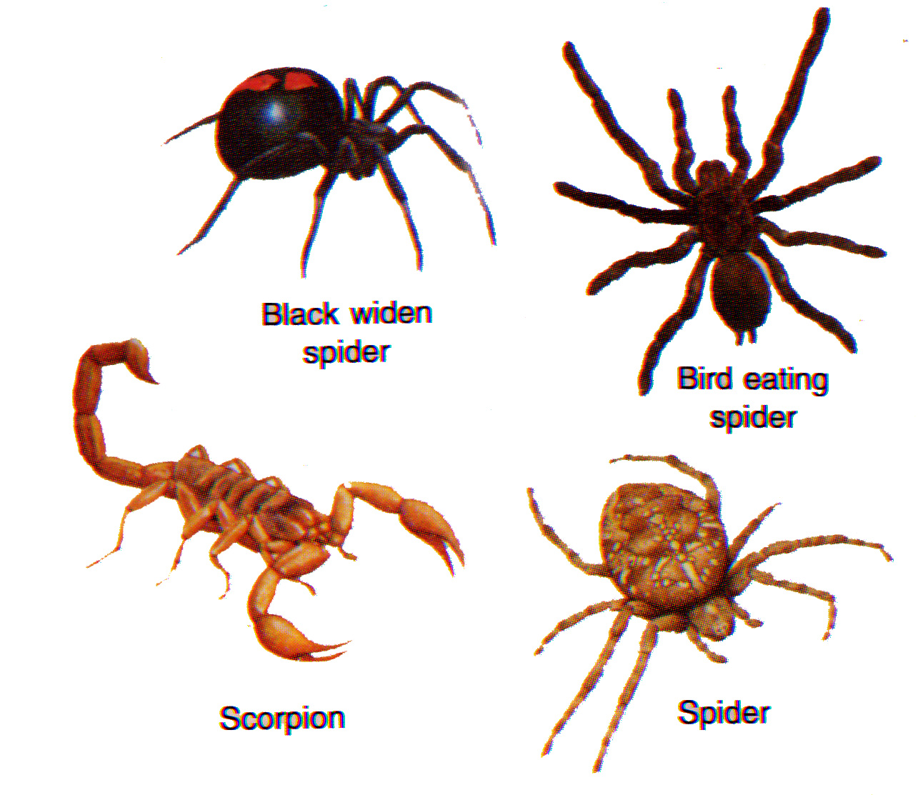 interesting-arthropods