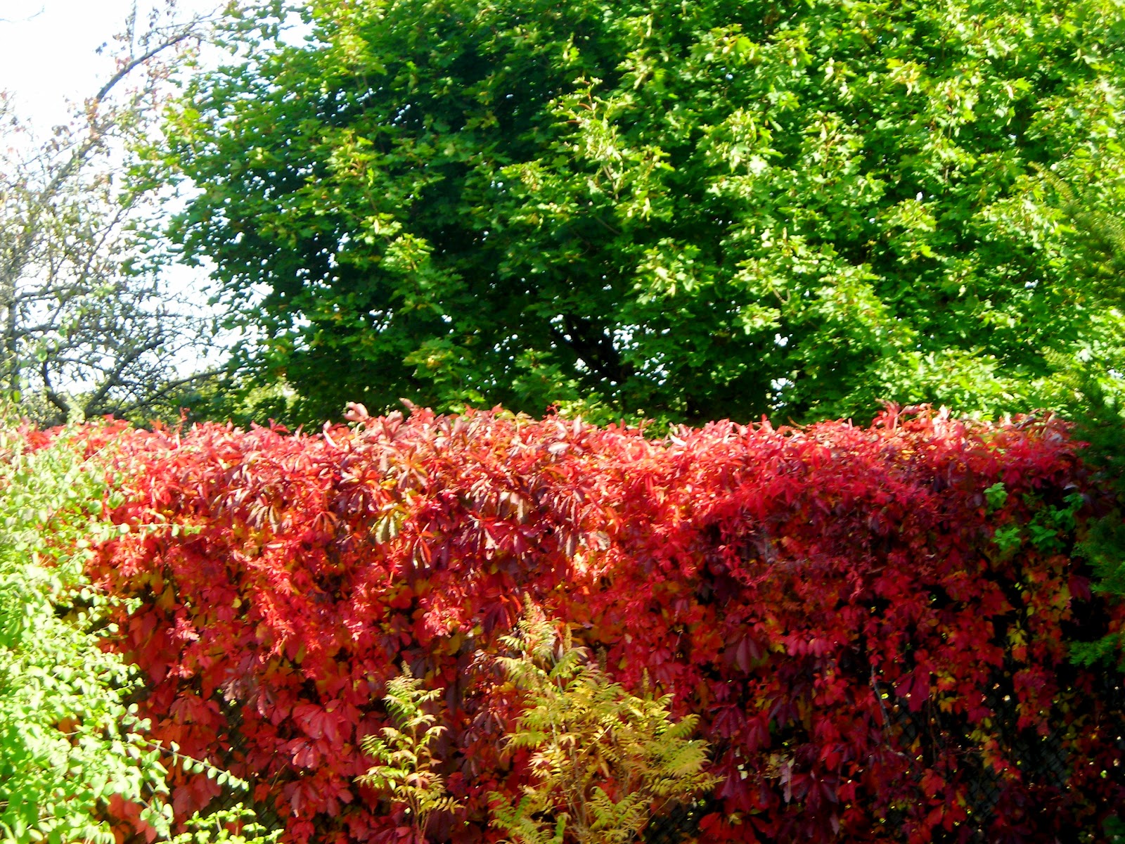 PM_Poet Writer ENGLEMAN IVY/VIRGINIA CREEPER VINE IN AUTUMN!