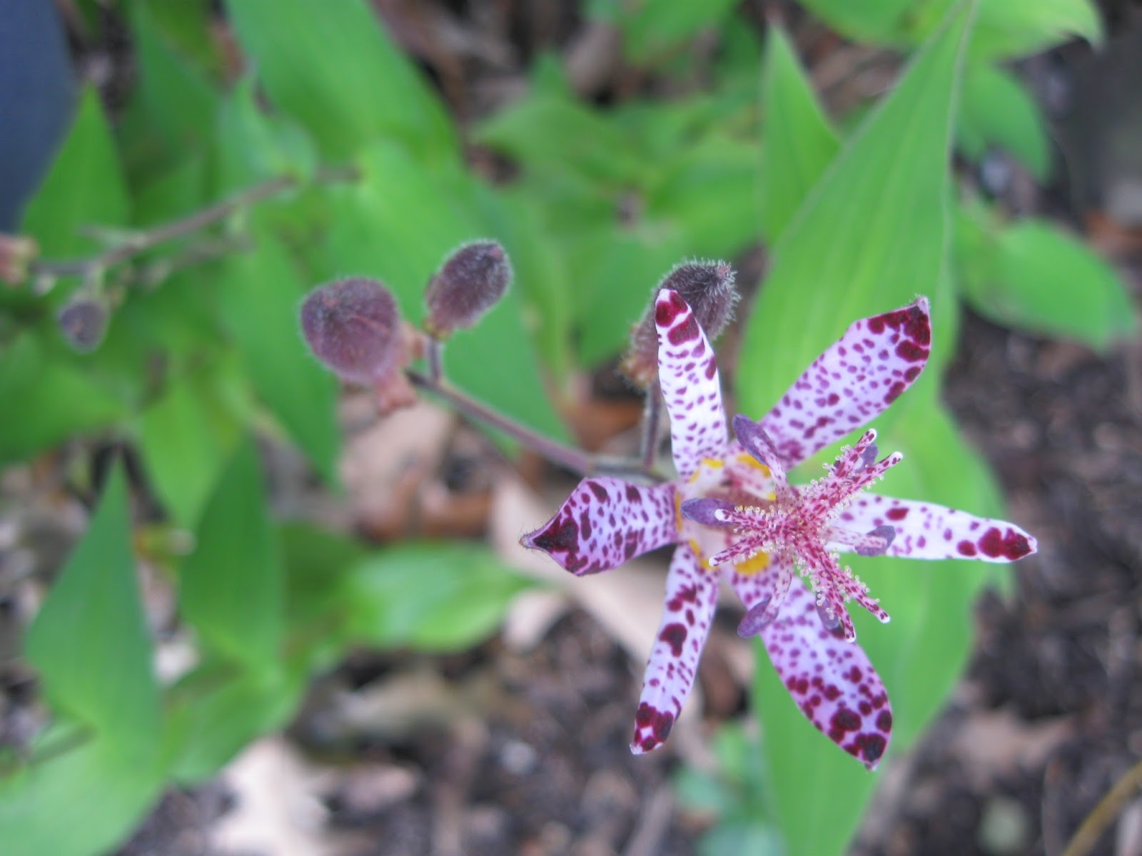 WashingtonGardener Toad Lily (Trycyrtis) You Can Grow That!