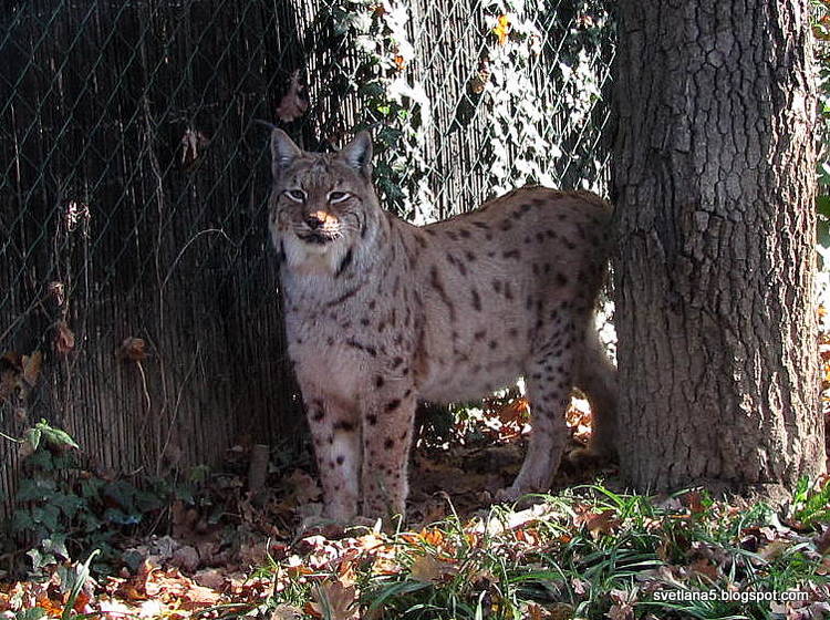 Zoo Zagreb ris