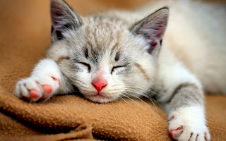 Download Wallpaper Kucing Lucu, Imut dan Menggemaskan