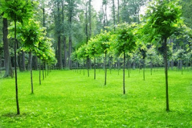 Δέντρα: Φυσική καλλιέργεια