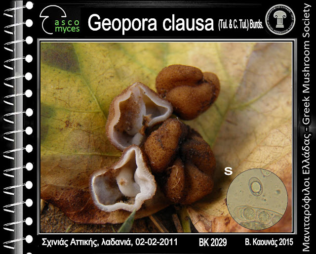 Geopora clausa (Tul. & C. Tul.) Burds.