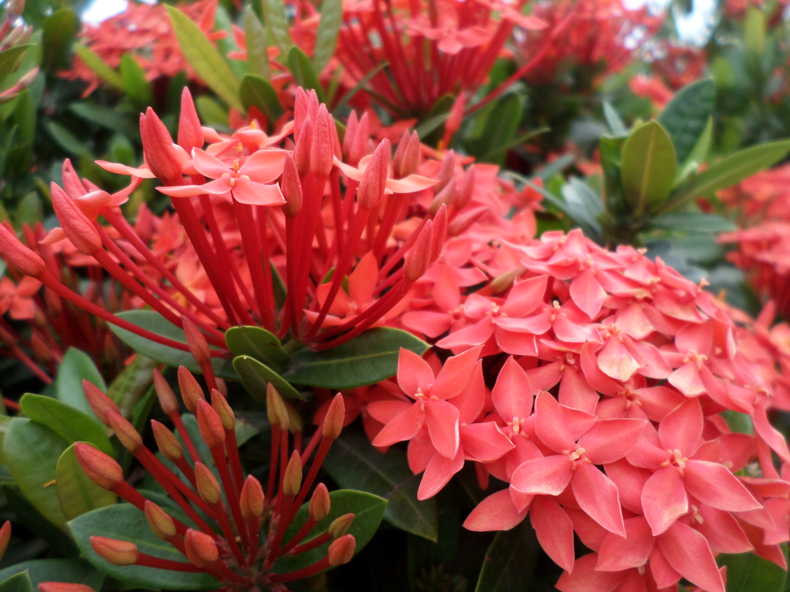 veta897 Red Santan
