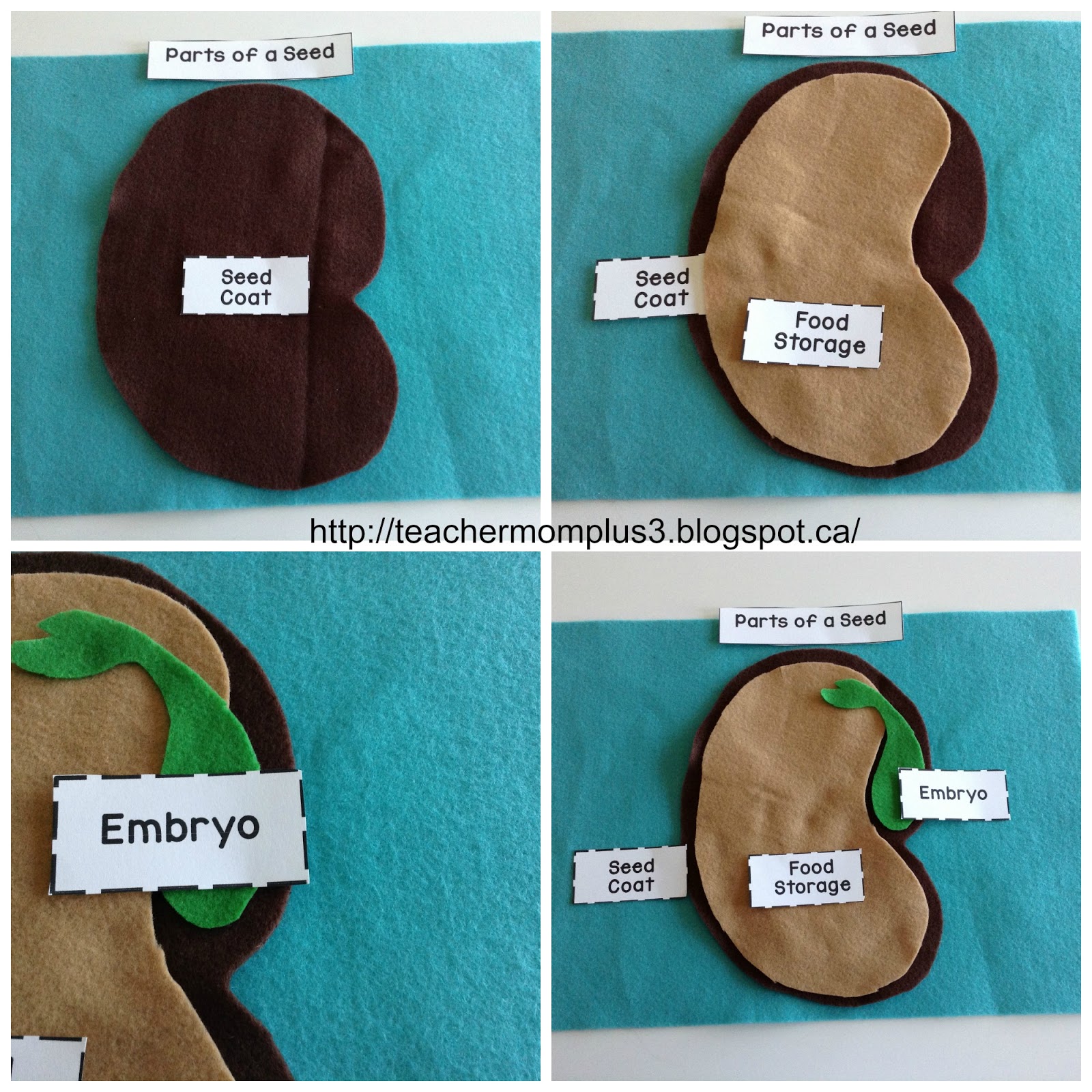 Uncategorized Parts Of A Seed Worksheet parts of a seed worksheet termolak teachermomplus3 felt puzzle free printable