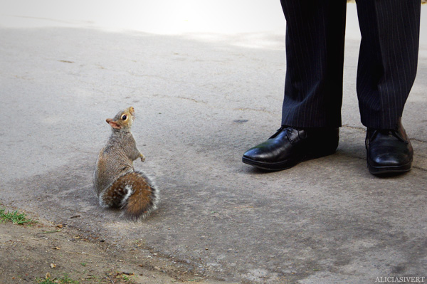 aliciasivert, alicia sivertsson, london, england, Squirrel, feet, ekorre, fötter
