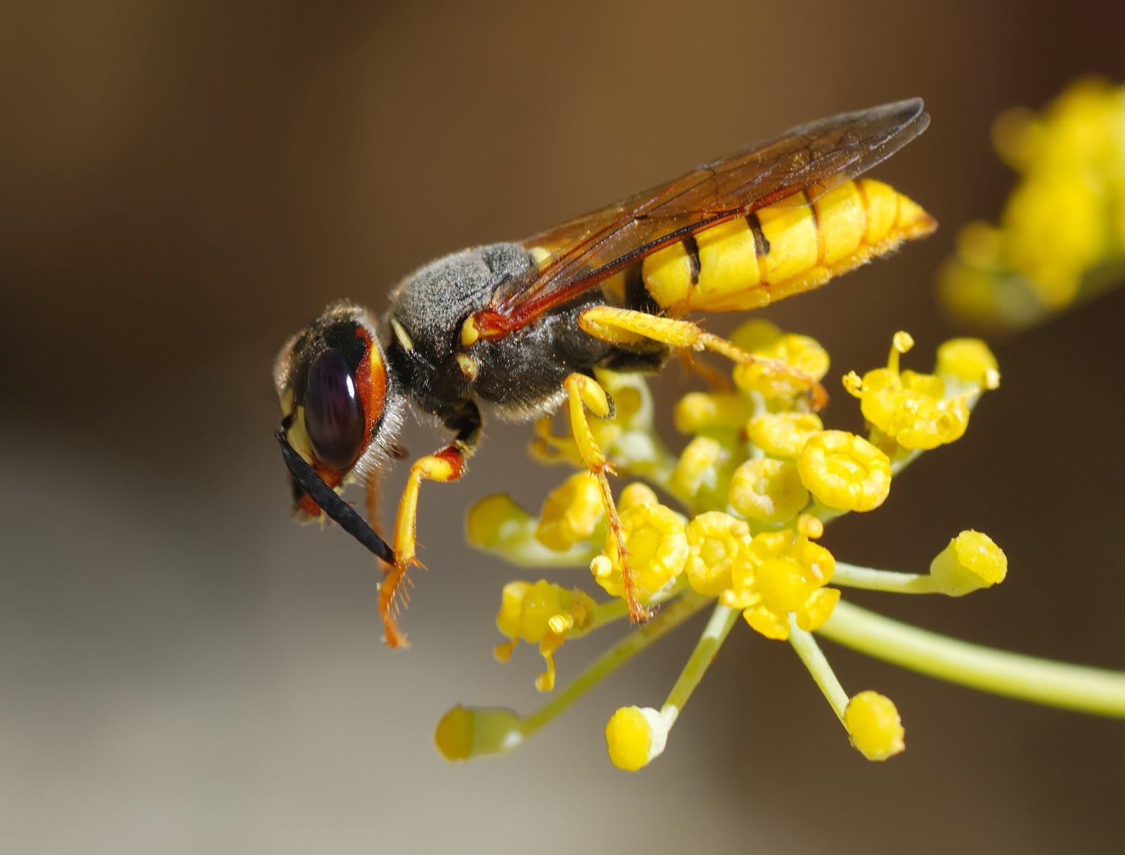Picture of a beewolf wasp. Picture of a beewolf wasp.