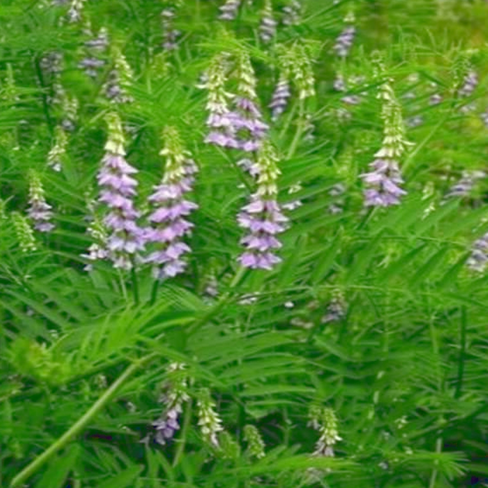 FOOD PRESERVING RASPBERRY & LIQUORICE JAM