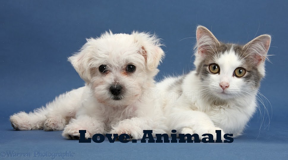 Love.Animals