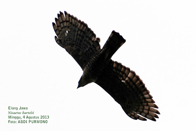 Keberadaan Elang Jawa di TNBTS Dipantau Lagi Batikimono