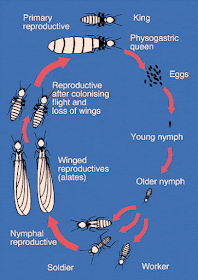 termites durian info termite cycle