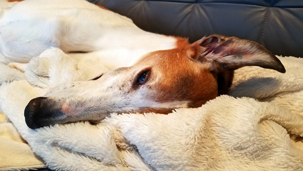 image of Dudley the Greyhound in close-up, lying on the sofa, his looooong snout resting on a white blanket