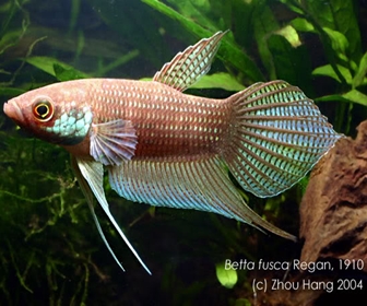 Jenis Ikan Cupang Spesies Betta Betta Fusca Jenis Ikan Cupang Spesies Betta Betta Fusca