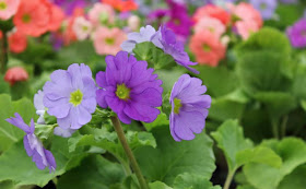 Poison Primrose