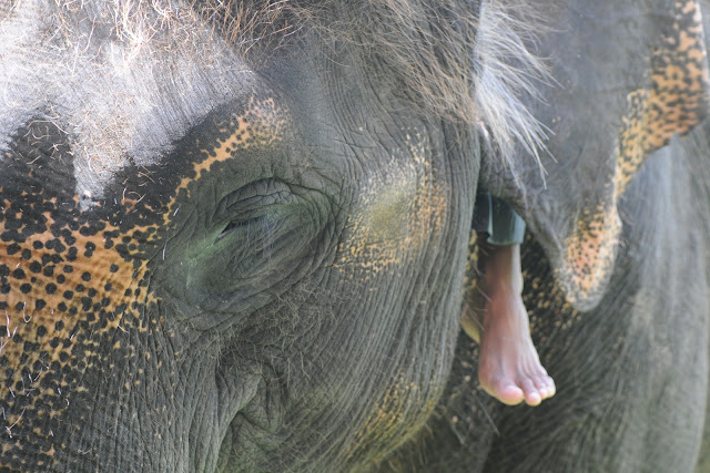 elephant wildlife ride cruelty