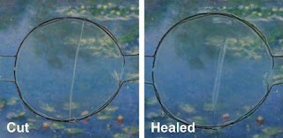 a cell phone screen material intended to repair its own scratches