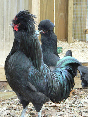 Crevecoeur Rooster and Hen