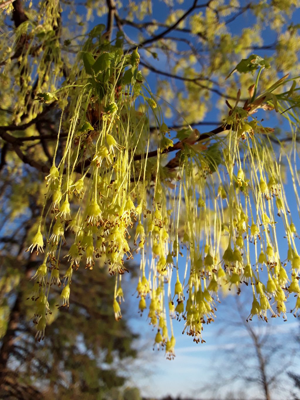 Pinehaven Farmersville, Ohio Trees Flowering
