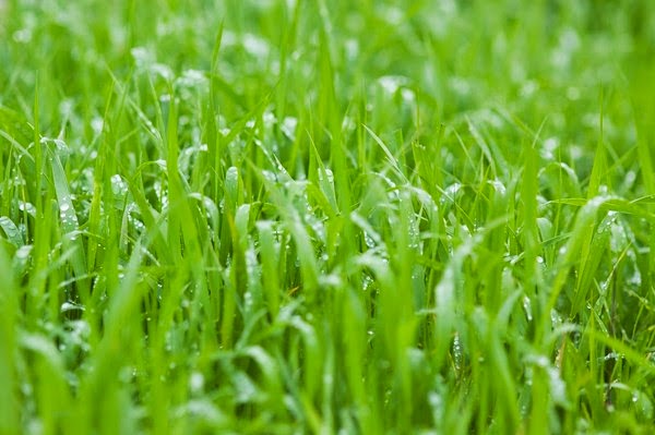 How have greenest lawn