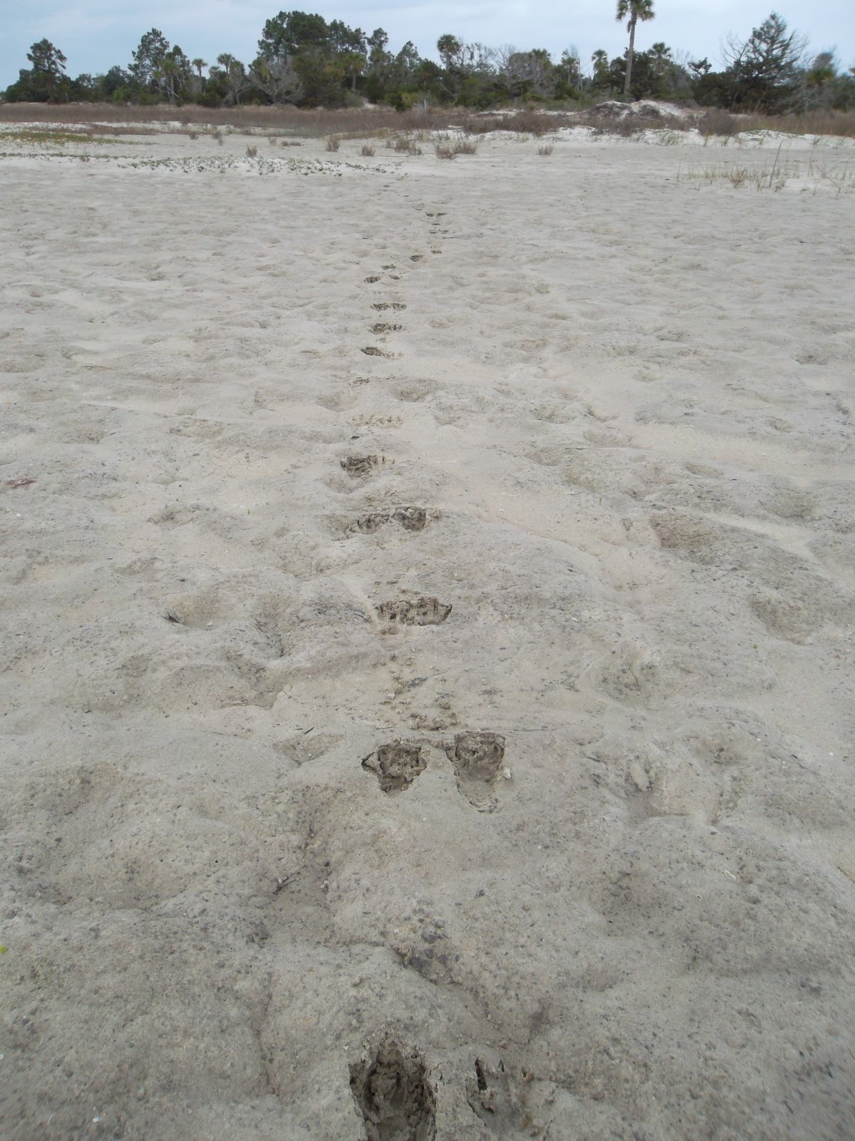 A Southern Affair at Home: Fort George Inlet at Talbot Islands Florida ...