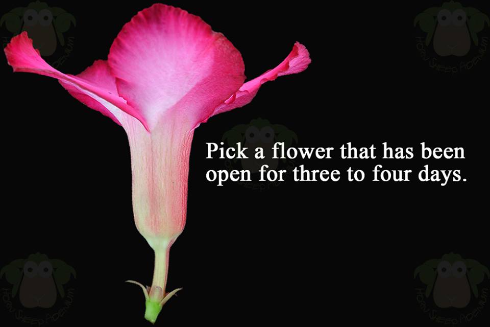 Ramvaidyblog Adenium obesum, DESERT ROSE Ornamental