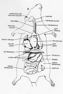 Stpm biology experiment 8 answer image