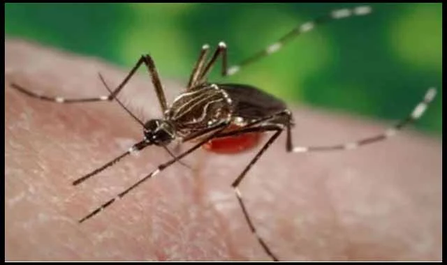 How do you understand if you have dengue