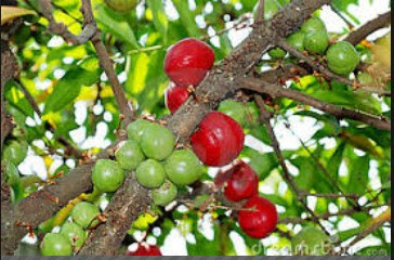  dikenal sebagai salah satu tanaman obat di Indonesia Khasiat Buah Mahkota Dewa