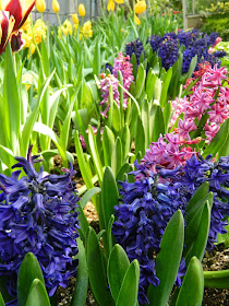 Blue pink hyacinths Centennial Park Conservatory 2015 Spring Flower Show by garden muses-not another Toronto gardening blog
