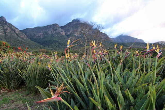 Jardín Botánico Kirstenbosch en Ciudad del Cabo