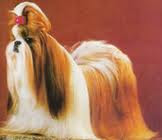 shih tzu mais bonitos do mundo