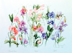 sweet peas pea flower flowers цветы painting watercolour paint горошек carolyn drawings wright shores tattoo цветов botanical saltiel иллюстрации birth