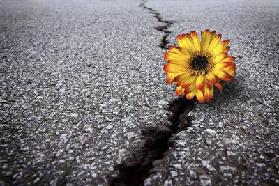 hope, excitement, happiness, growth, change, flower, asphalt, new things, potential, perseverance, persistence 