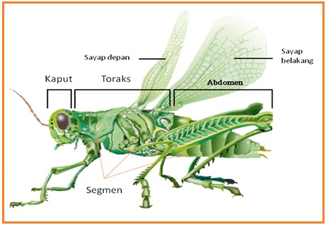 Biologi Gonzaga Orthoptera Insecta