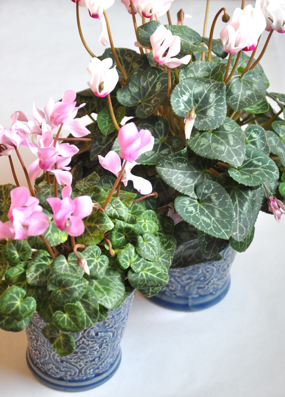 Three Dogs in a Garden Solving the Mystery of Cyclamen Care