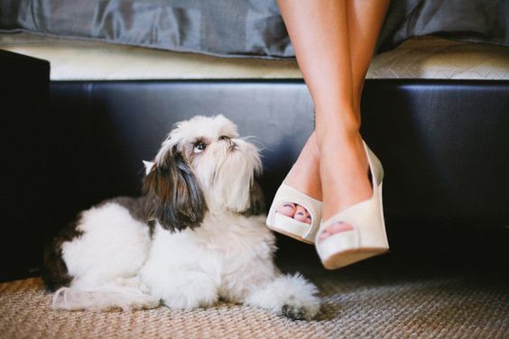 Problemas mais comuns de doenças que afeta o cachorro shih tzu