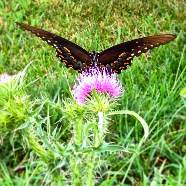 Swallowtail Butterfly Papilioninae on a pink Thistle blossom