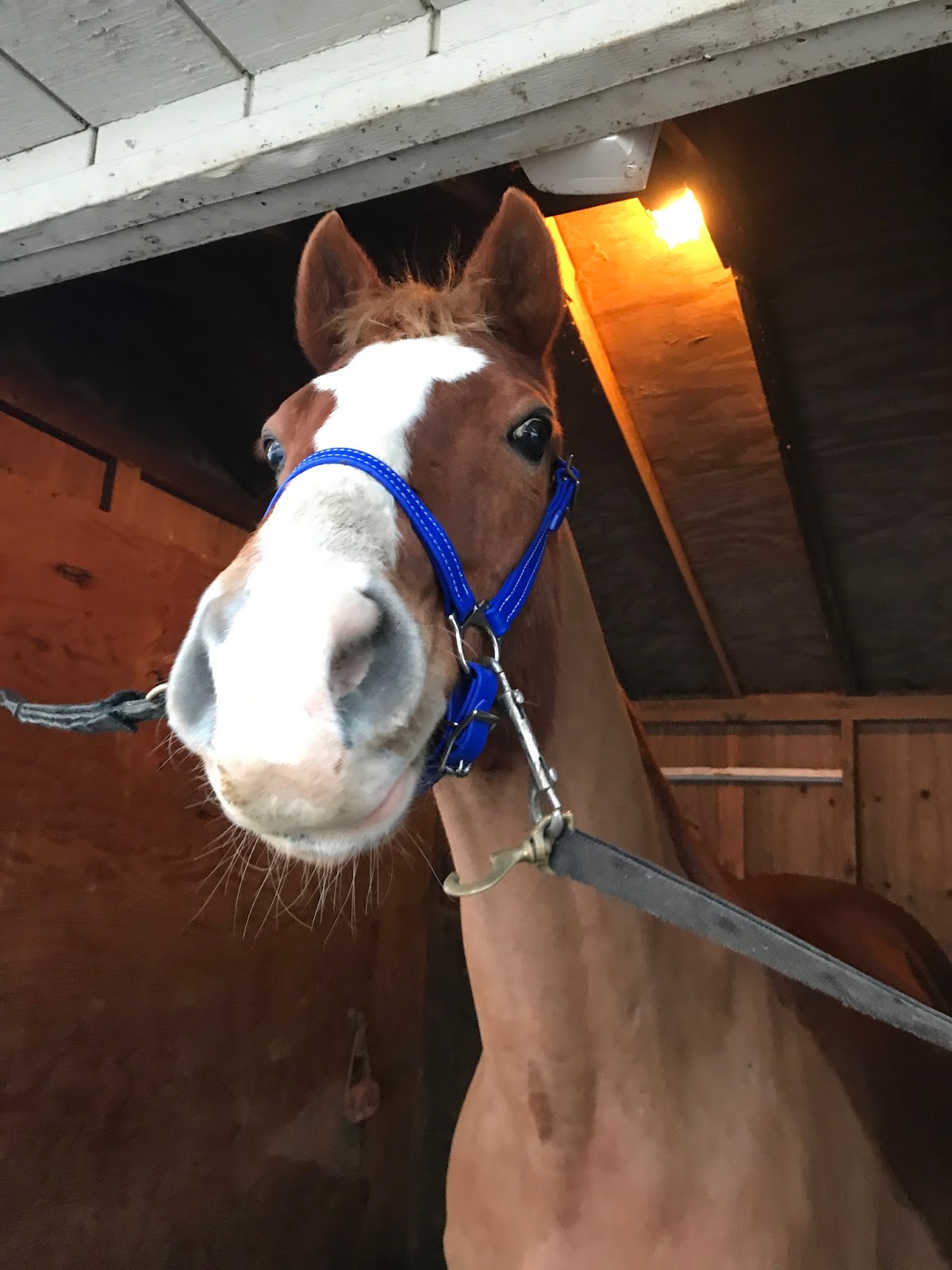 Two Horse Tack Review