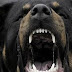 ΣΟΚ! Επίθεση σκύλου rotvailer σε περαστικό στο Αίγιο – Σκότωσε και το σκυλάκι του