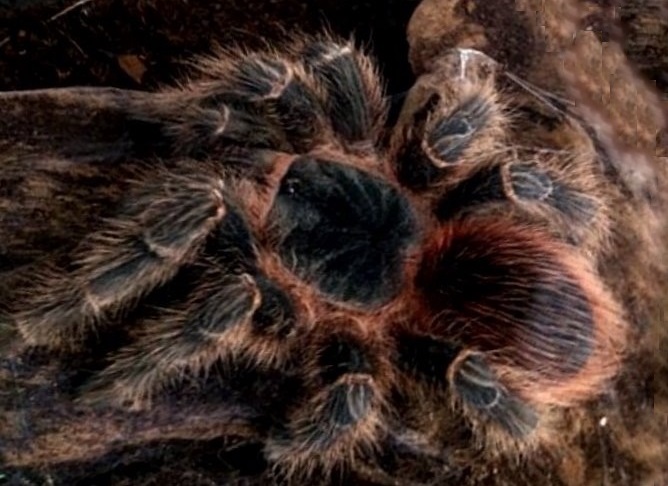 Mexican Red Cross >> My Tarantism: Lasiodora Klugi Tarantula Mexican Red Cross >> My Tarantism: Lasiodora Klugi Tarantula