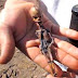 El humanoide de Atacama