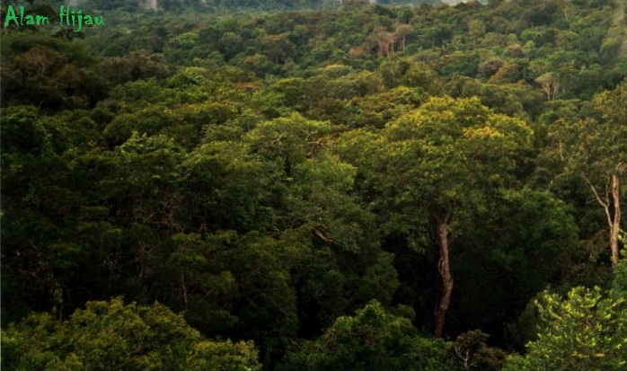  Hutan  AMAZON Rainforest Alam Mentari