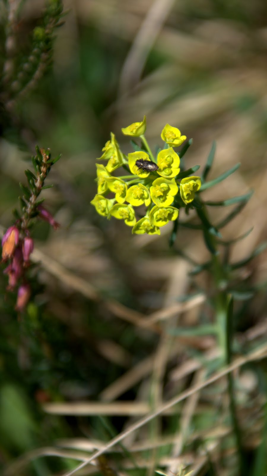 Alpenblumen: Zypressen-Wolfsmilch - Euphorbia cyparissias